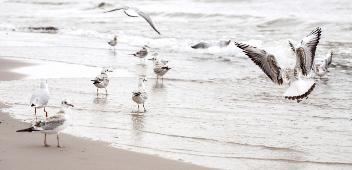 Mewy Na Plaży W Pochmurny Dzień