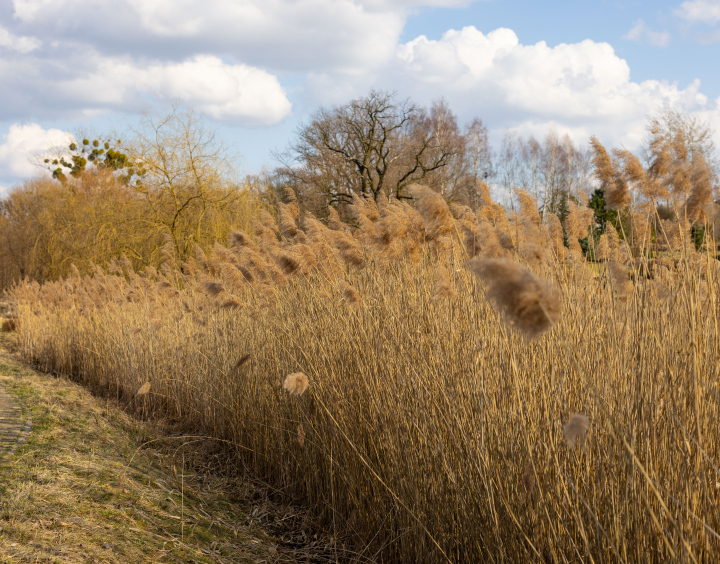 Suche Trzciny nad Stawem