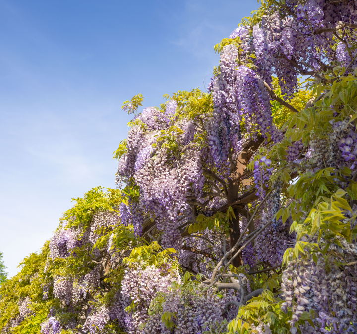 Kwitnąca Wisteria