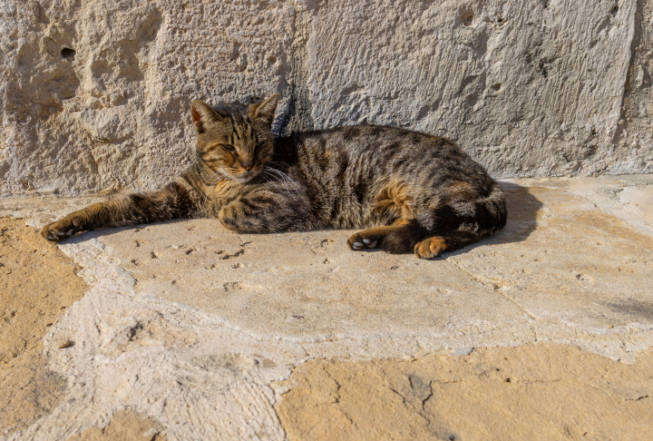 Leżący Kot w Upalny Dzień