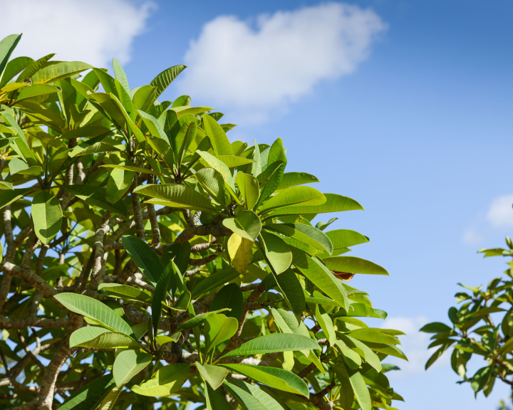 Plumeria Obtusa - liście tropikalnego krzewu