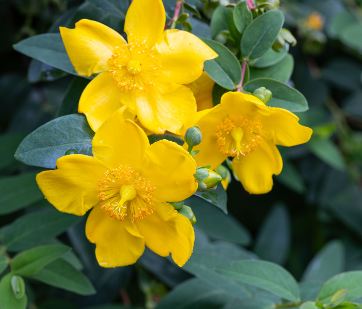 Dziurawiec kielichowaty - kwitnienie