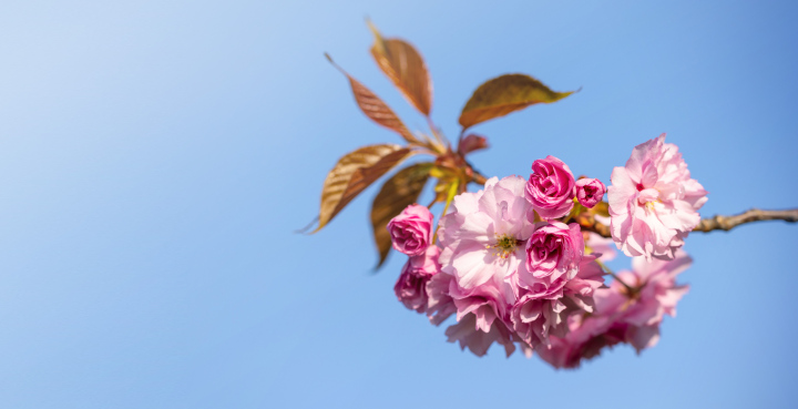 Wiśnia Japońska Kanzan