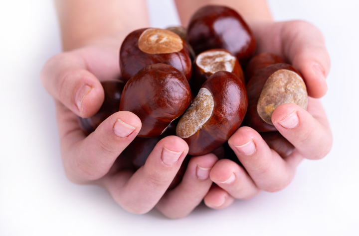 Kasztany w Dłoniach