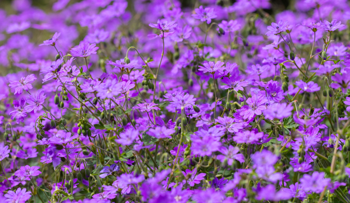 Bodziszek Wielkopłatkowy, kwitnienie