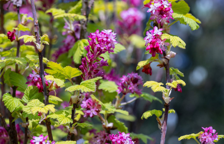 Kwitnąca Porzeczka Krwista 