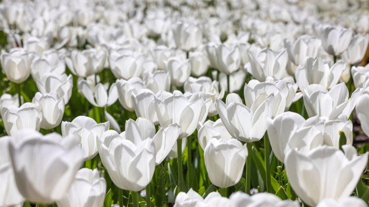 Białe Tulipany zdjęcie stockowe