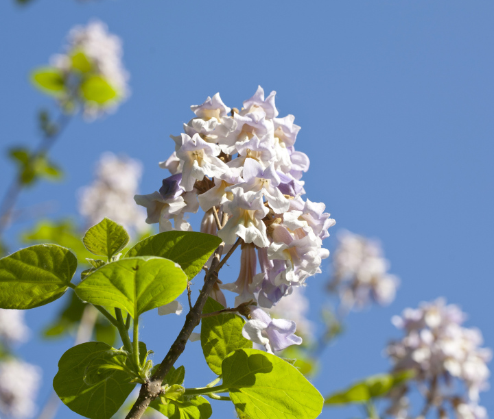 Paulownia tomentosa