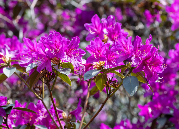 Różowy Rododendron