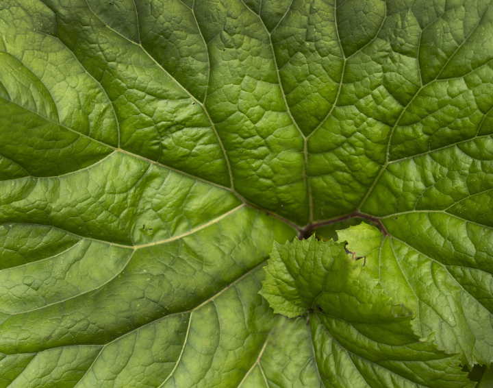 Liść Łopianu Jako Tło