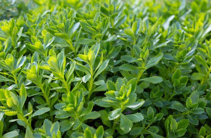 Phedimus kamtschaticus czyli - Rozchodnik kamczacki