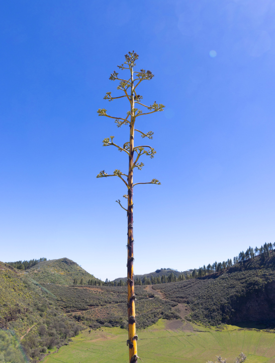 Agawa Amerykańska - Gran Canaria