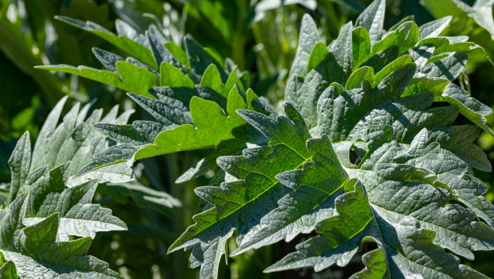 Karczoch Hiszpański, zielone liście - zdjęcie stockowe