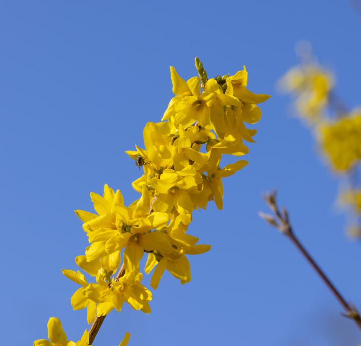 Kwitnąca Forsycja