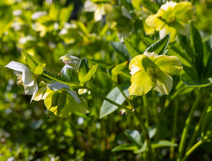 Ciemiernik wschodni (Helleborus orientalis) w ogrodzie
