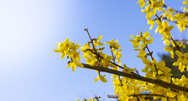 Kwitnący Krzew Forsycji - zdjęcie stockowe