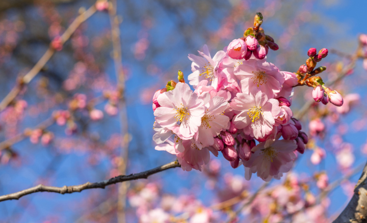 Kwitnąca Wiśnia Japońska 