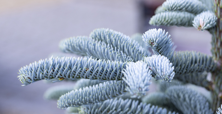 Drzewo Iglaste, gałąź srebrnej jodły