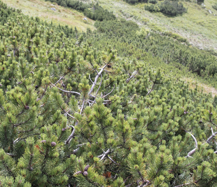 Sosna Karłowa Na Stoku W Górach