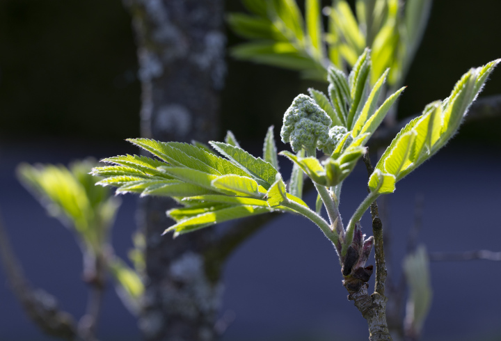 Liście Młodego Jarzębu