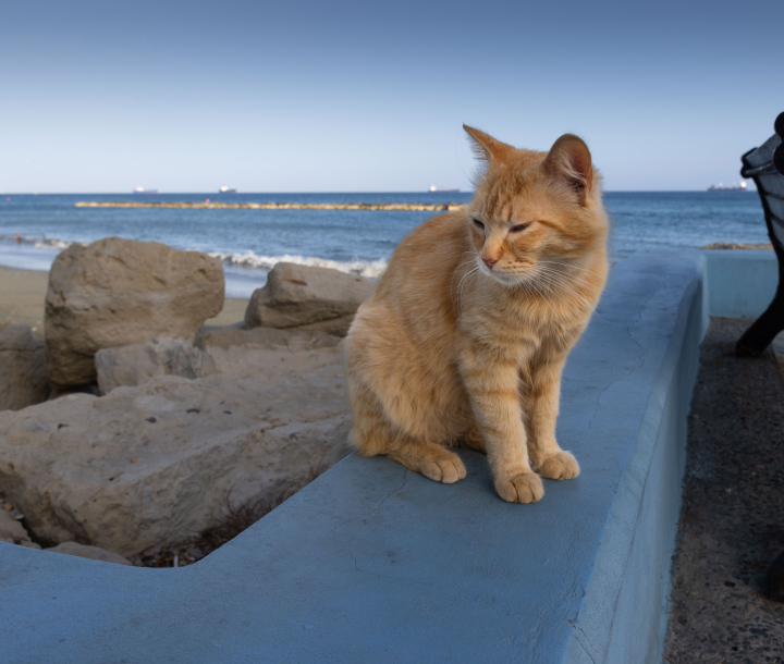 Kot na betonowym murze