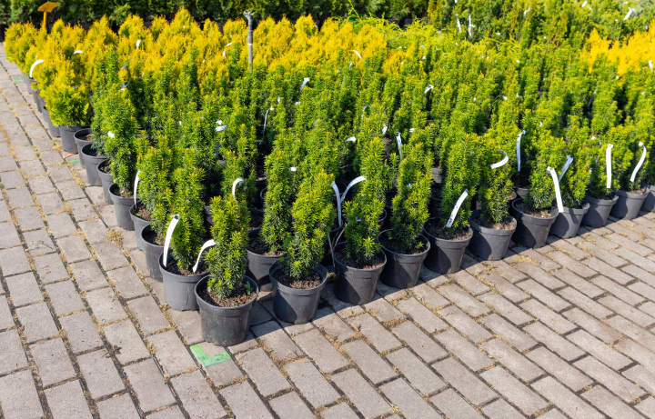 Rośliny w Szkółce Drzew i Krzewów