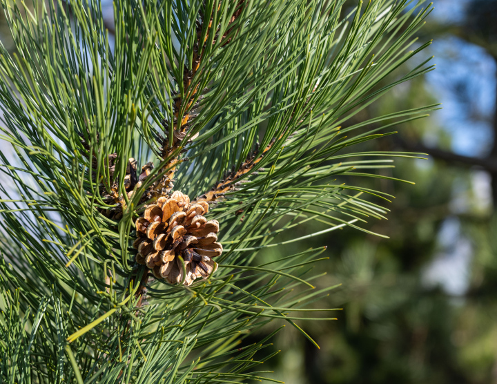 Szyszka sosnowa - zdjęcie stockowe