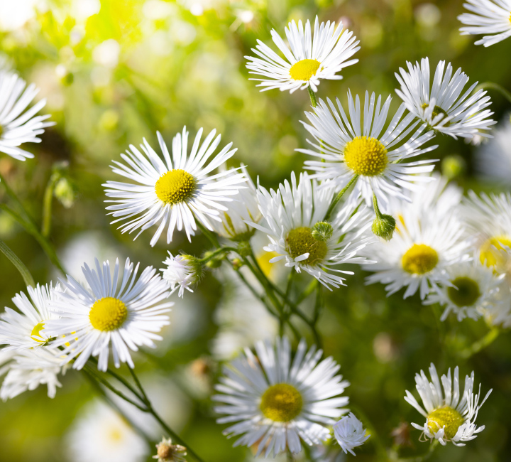 Białe Drobne Stokrotki
