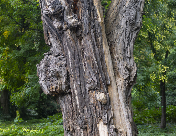 Pień Drzewa w Parku, Robinia akacjowa