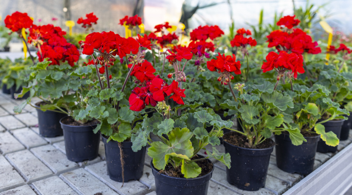 Pelargonie w pojemnikach, produkcja ogrodnicza.
