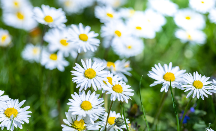 Białe Stokrotki w Ogrodzie