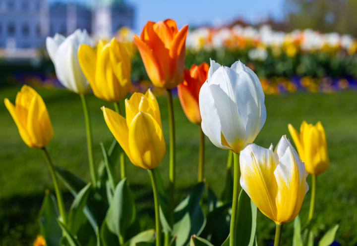 Kwitnące Tulipany w Parku - zdjęcie stockowe