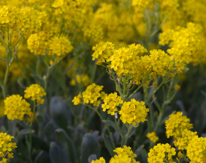 Kwitnąca Smagliczka Skalna