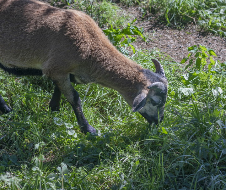 Brązowa Owca na Pastwisku