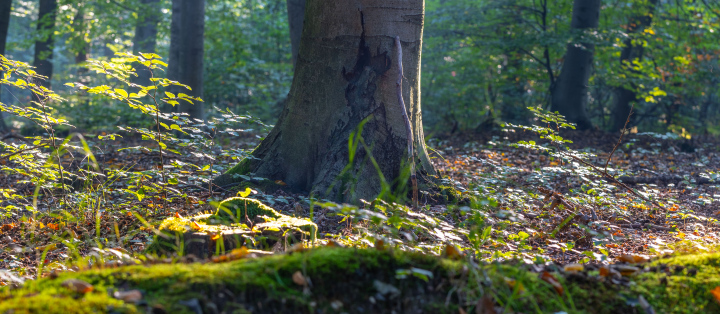 Pień drzewa liściastego w lesie