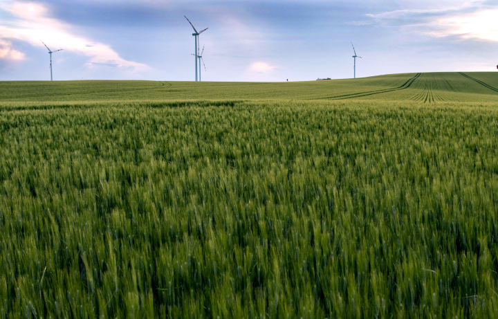 Turbiny Wiatrowe W Polu Ze Zbożem