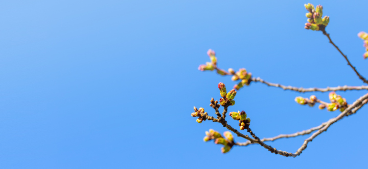 Wiosenne Pąki na Gałęziach Drzew na tle nieba.