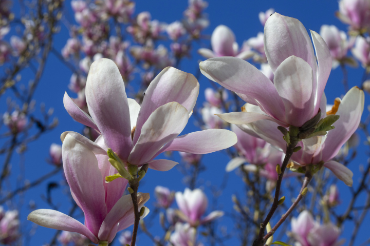 Kwitnąca Magnolia