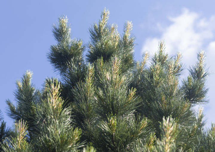 Sosna Limba, wiosenne przyrosty