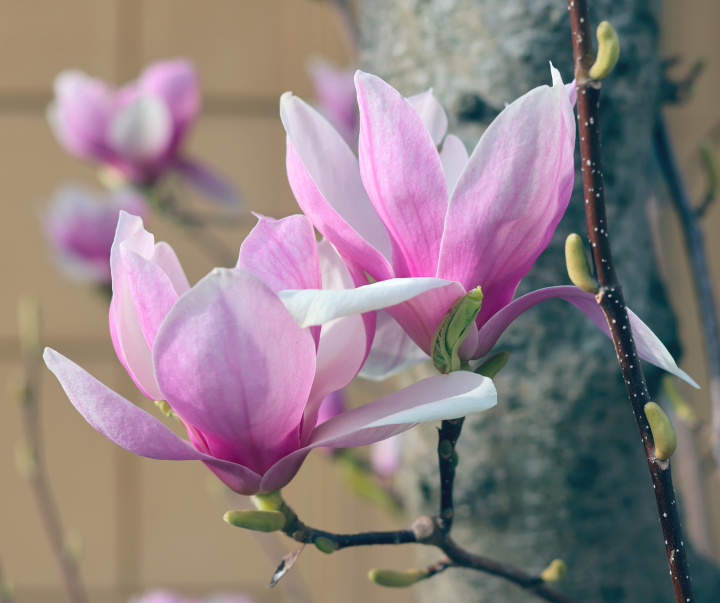 Różowe Kwiaty Magnolii