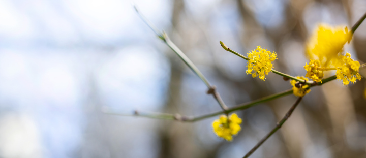 Kwitnący krzew na wiosnę. Baner z miejscem na tekst.